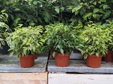 Plantes vertes