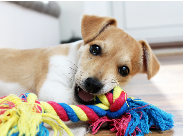 Chien
