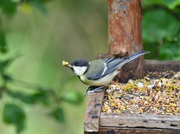 Oiseaux de la nature