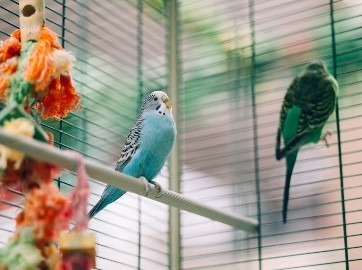 Oiseaux domestiques