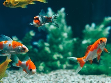 Poissons